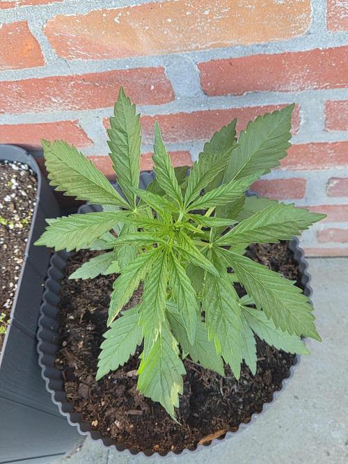 Kerosene Krash Autoflower. Week 7