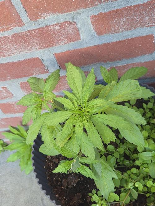 Auto Kerosene Krash. Week 7