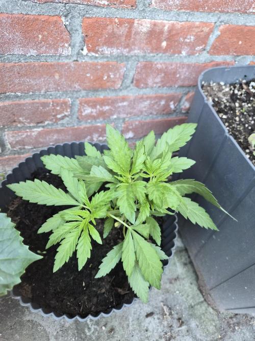 Red Tropicana Autoflower. Week 6
