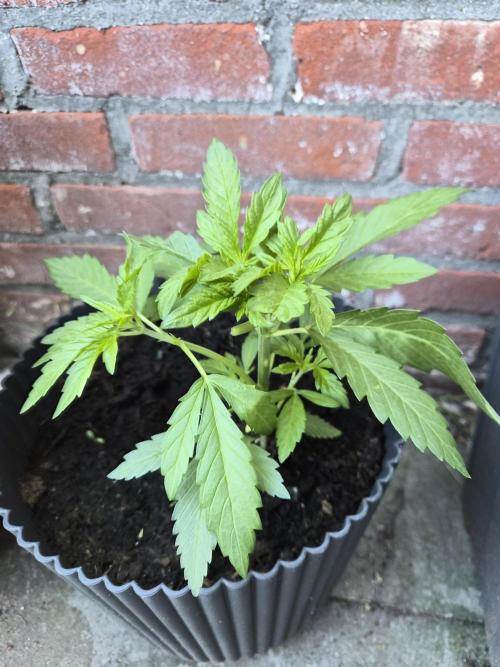 Red Tropicana Autoflower. Week 6