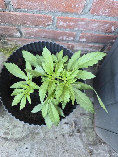 Red Tropicana Autoflower. Week 6