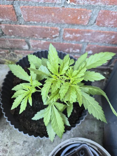 Red Tropicana Autoflower. Week 6