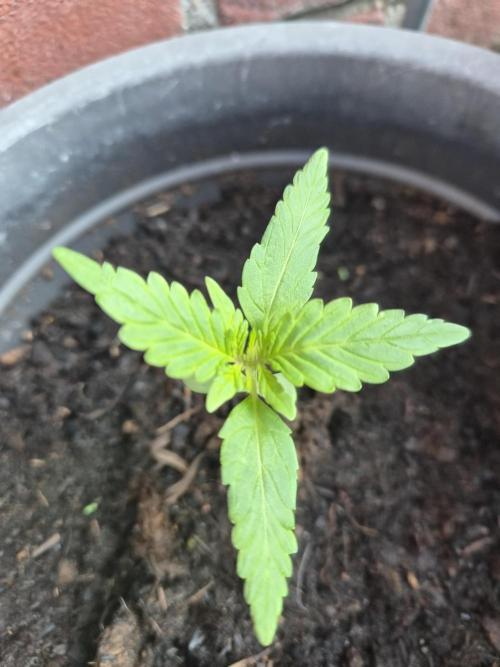 Gorilla Zkittlez Autoflower. Week 1