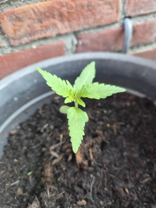 Gorilla Zkittlez Autoflower. Week 1