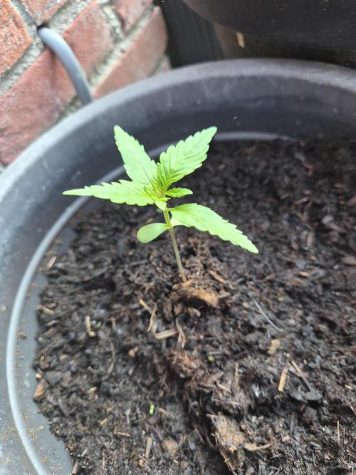 Gorilla Zkittlez Autoflower. Week 1