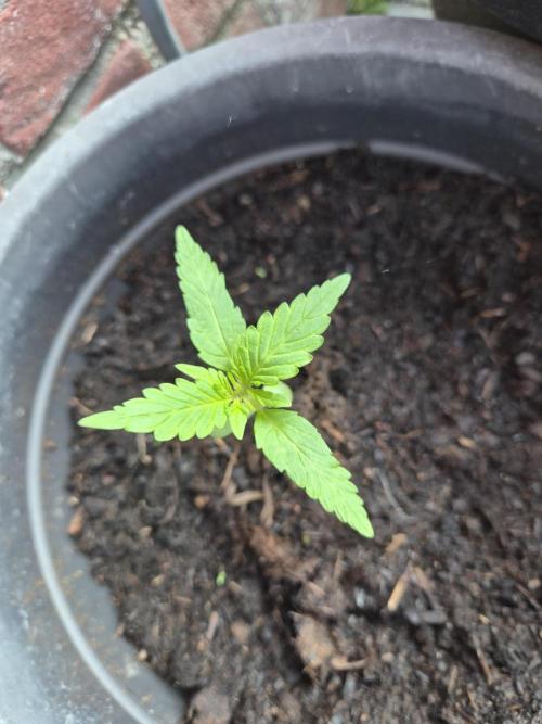 Gorilla Zkittlez Autoflower. Week 1