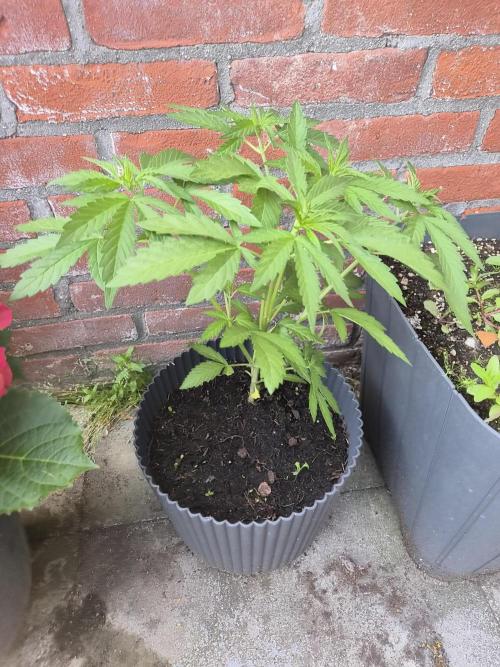 Red Tropicana Autoflower. Week 7