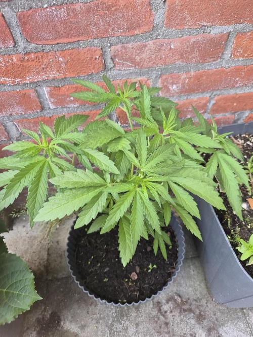 Red Tropicana Autoflower. Week 7