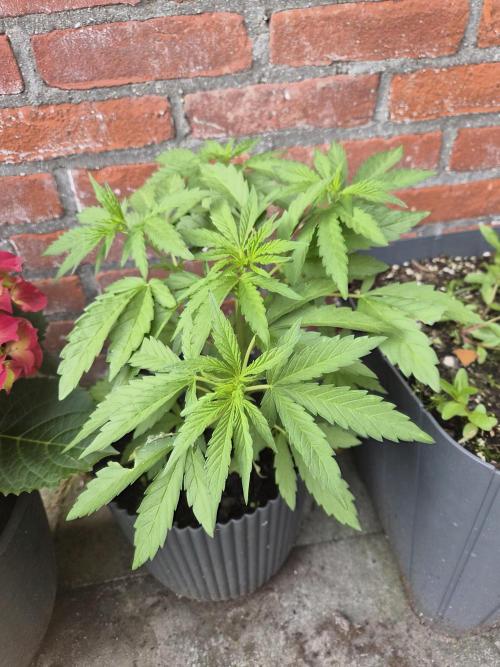 Red Tropicana Autoflower. Week 7