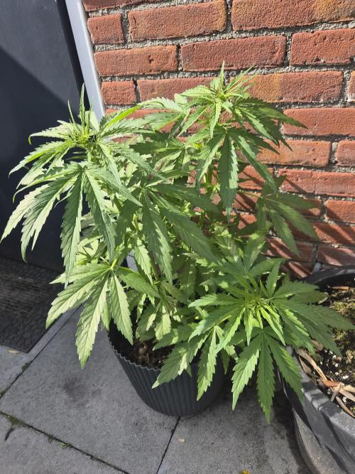 Kerosene Krash Autoflower. Week 8