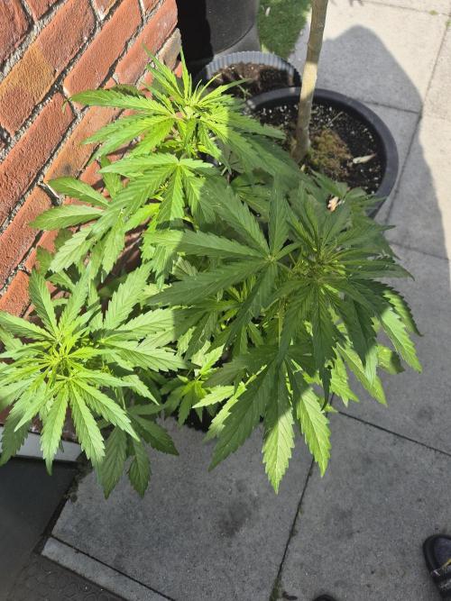 Kerosene Krash Autoflower. Week 8