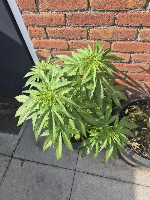 Kerosene Krash Autoflower. Week 8
