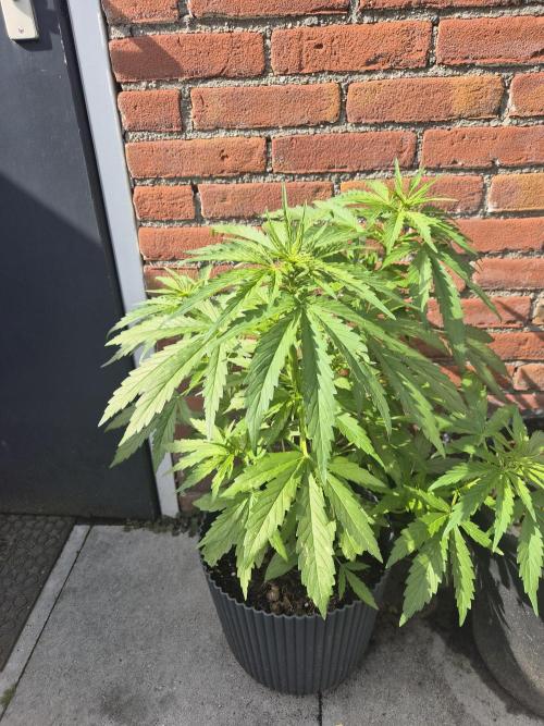 Auto Kerosene Krash. Week 8