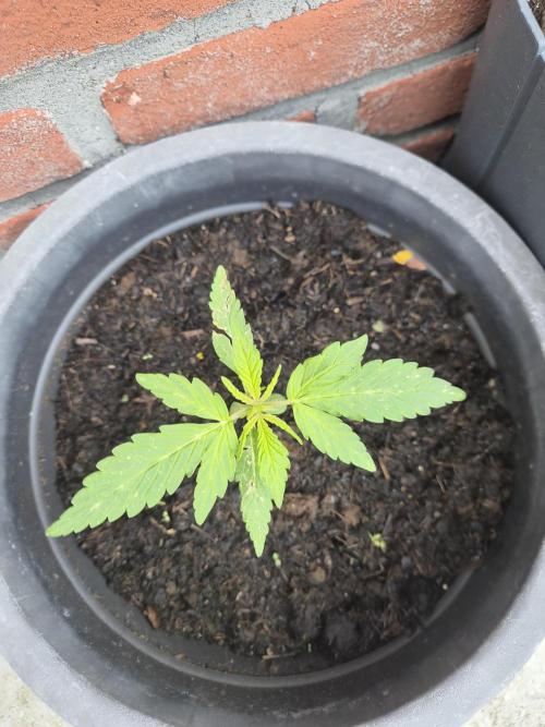 Gorilla Zkittlez Autoflower. Week 2