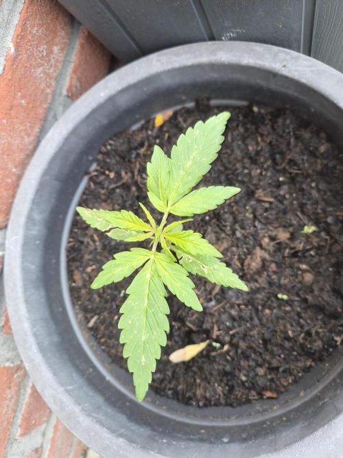 Gorilla Zkittlez Autoflower. Week 2