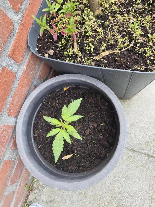 Gorilla Zkittlez Autoflower. Week 2