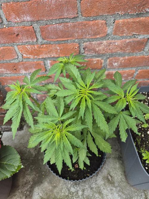 Red Tropicana Autoflower. Week 8
