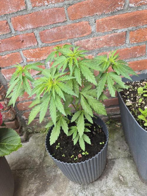 Red Tropicana Autoflower. Week 8