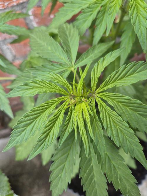 Red Tropicana Autoflower. Week 8