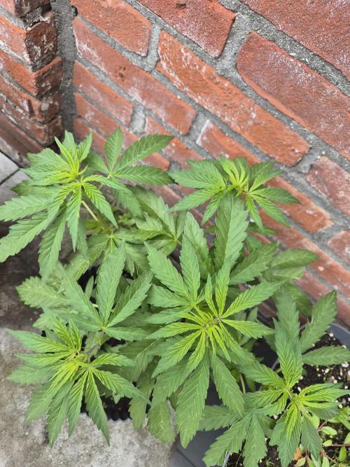 Red Tropicana Autoflower. Week 8