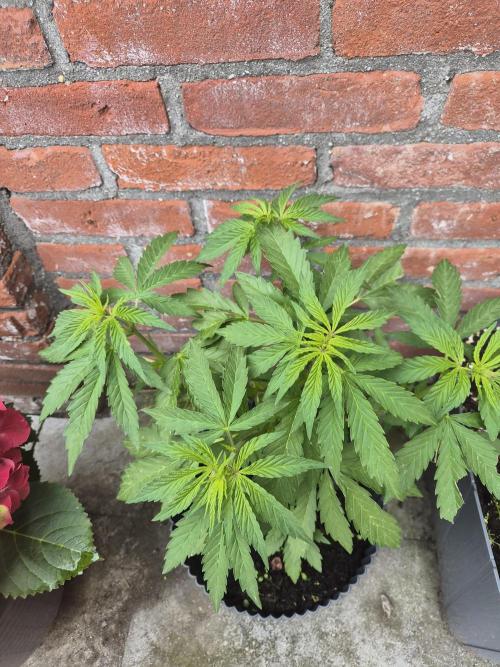 Auto Red Tropicana Cookies. Week 8