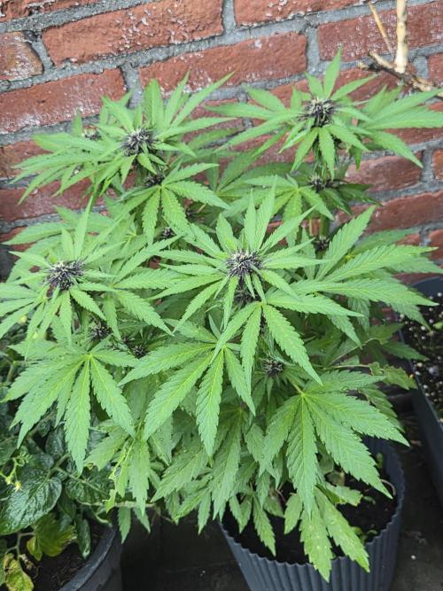 Red Tropicana Autoflower. Week 9