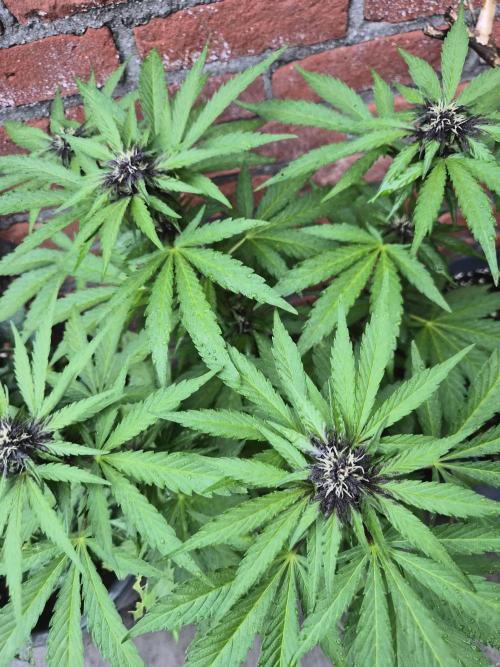 Red Tropicana Autoflower. Week 9