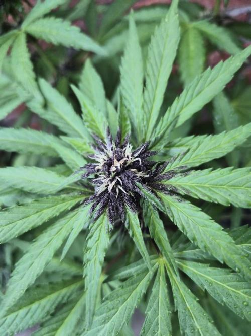 Red Tropicana Autoflower. Week 9
