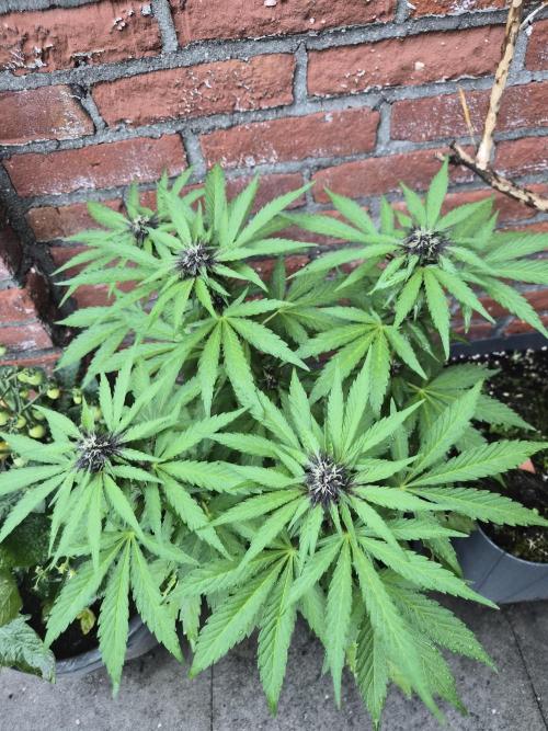 Red Tropicana Autoflower. Week 9
