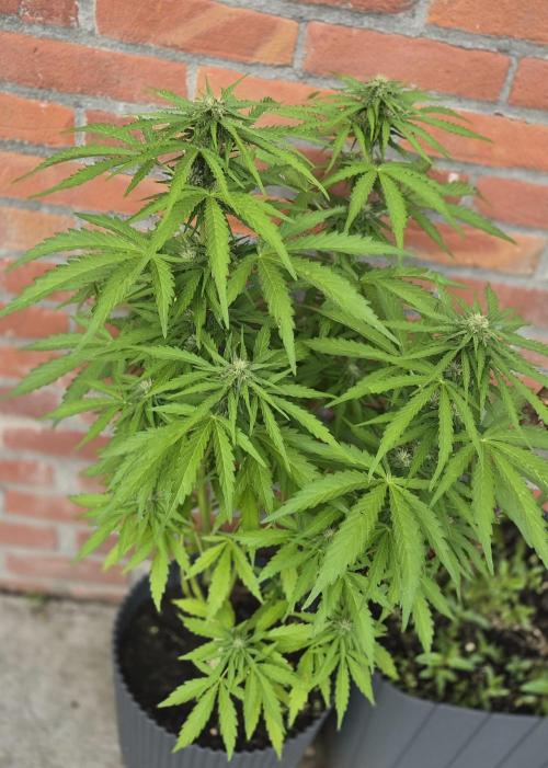 Kerosene Krash Autoflower. Week 9