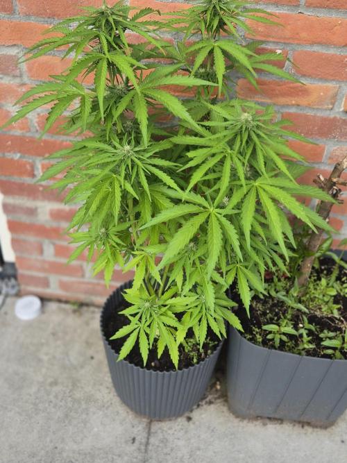 Kerosene Krash Autoflower. Week 9