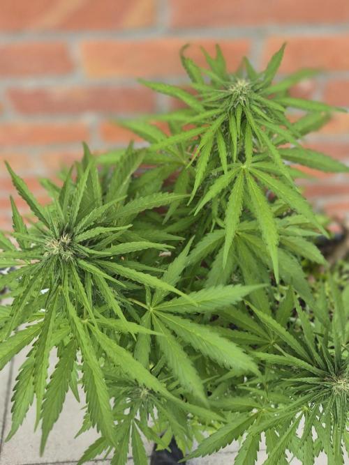 Kerosene Krash Autoflower. Week 9