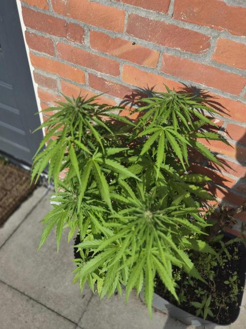 Auto Kerosene Krash. Week 9