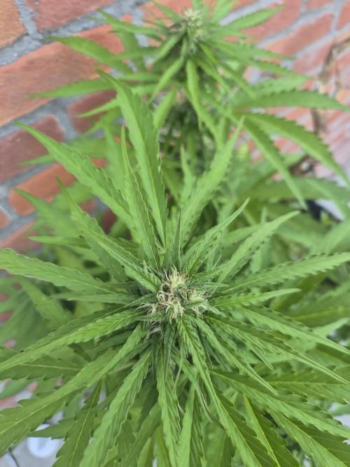 Kerosene Krash Autoflower. Week 9