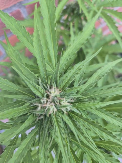 Kerosene Krash Autoflower. Week 9