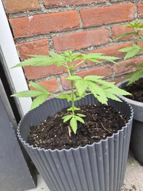 Gorilla Zkittlez Autoflower. Week 3