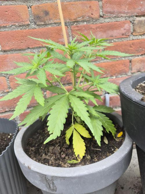 Gorilla Zkittlez Autoflower. Week 3