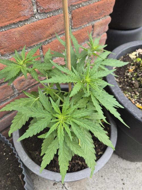 Gorilla Zkittlez Autoflower. Week 3