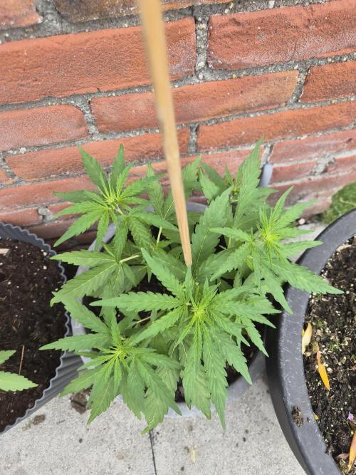 Gorilla Zkittlez Autoflower. Week 3