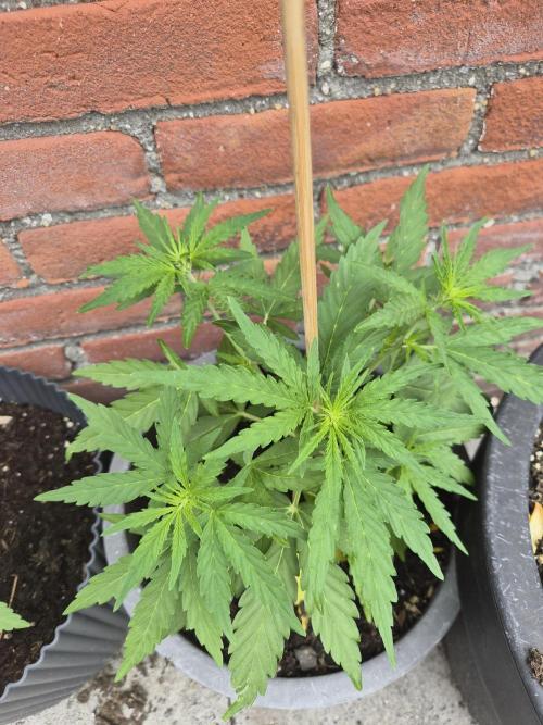 Gorilla Zkittlez Autoflower. Week 3