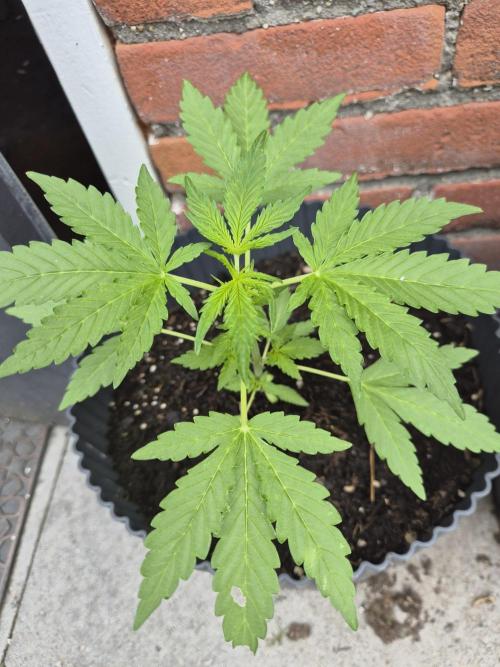Gorilla Zkittlez Autoflower. Week 3
