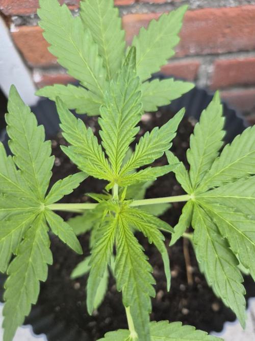Gorilla Zkittlez Autoflower. Week 3