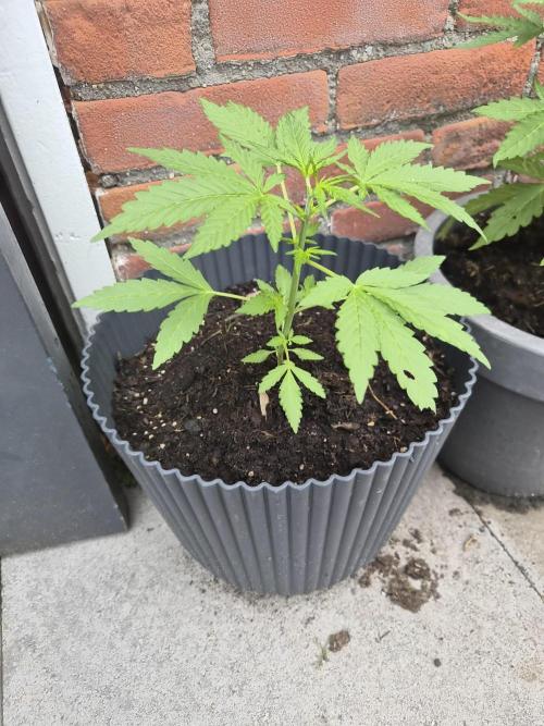 Gorilla Zkittlez Autoflower. Week 3