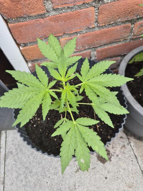 Gorilla Zkittlez Autoflower. Week 3