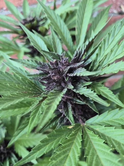 Red Tropicana Autoflower. Week 10