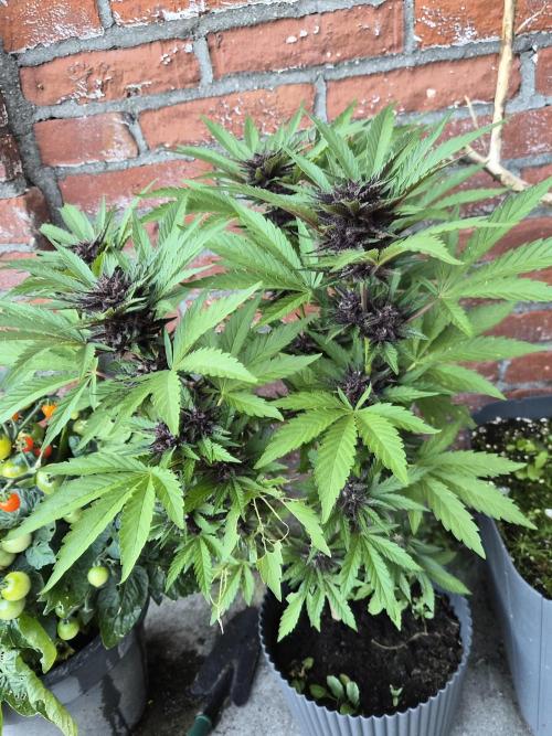 Red Tropicana Autoflower. Week 10