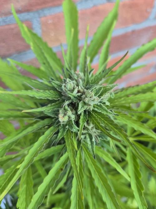 Kerosene Krash Autoflower. Week 10