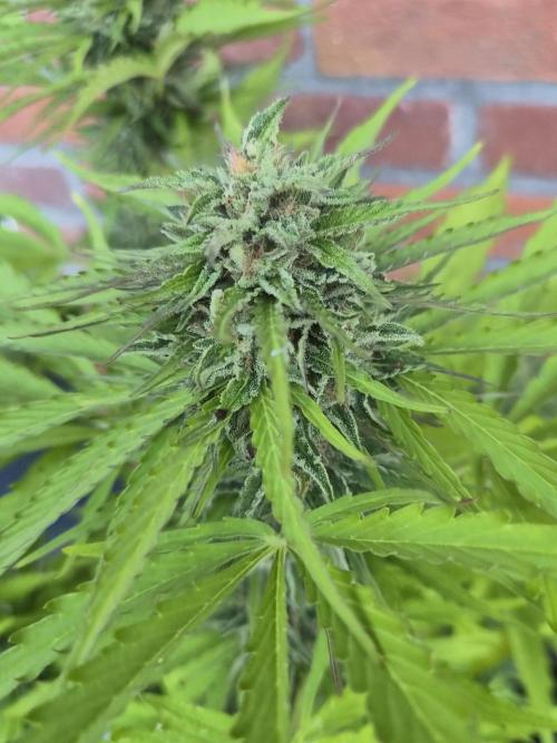 Kerosene Krash Autoflower. Week 10