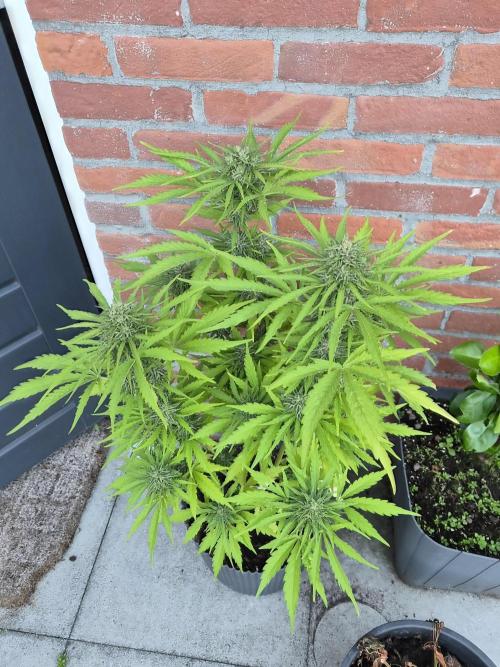 Kerosene Krash Autoflower. Week 10