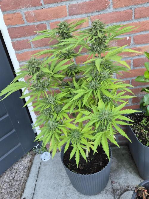 Kerosene Krash Autoflower. Week 10